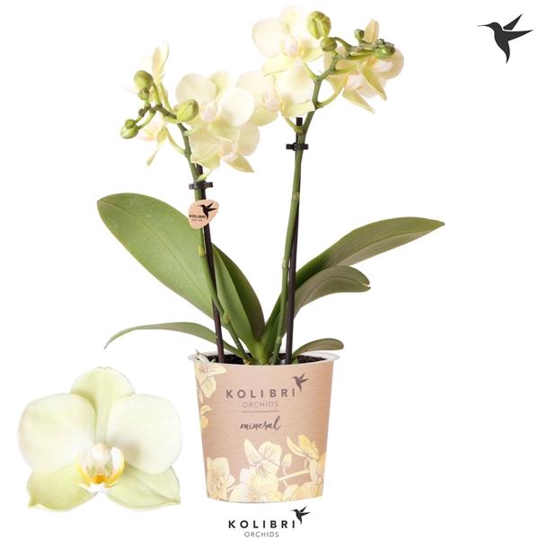 <h4>Phalaenopsis Multifloratypes Floriclone Golden Story</h4>
