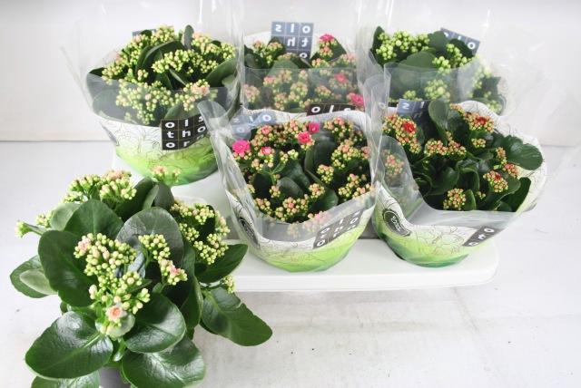 <h4>KAL GE GEM 4 KL</h4>