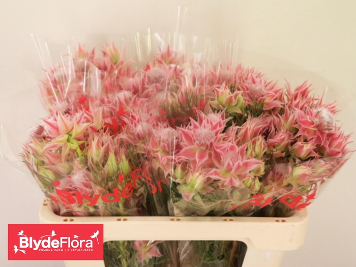 <h4>Serruria Ayoba Evening Star</h4>