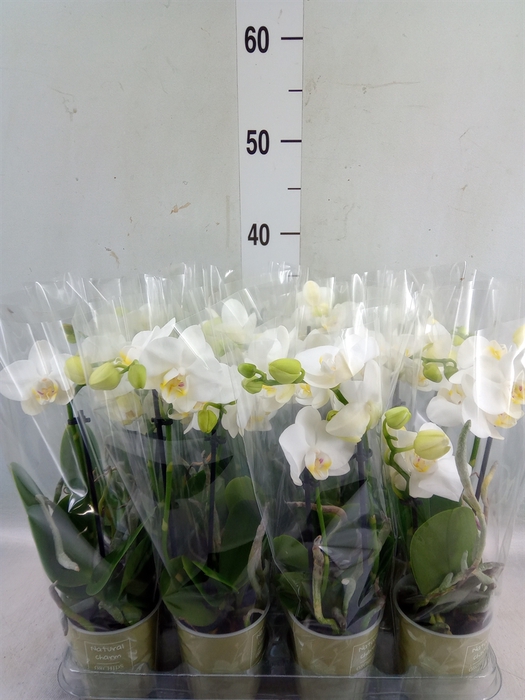 <h4>Phalaenopsis   ...white</h4>