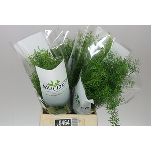 Asparagus Sprengeri