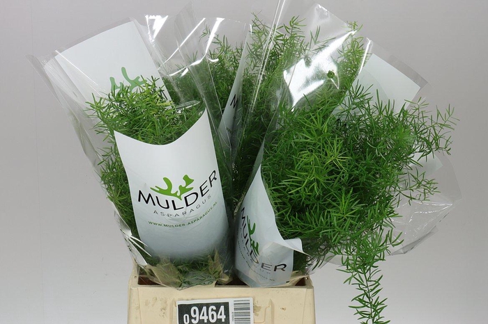 <h4>Asparagus Sprengeri</h4>