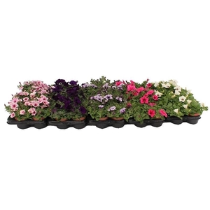 Petunia ' stek ' mix color