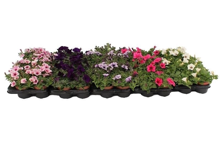 <h4>Petunia ' stek ' mix color</h4>