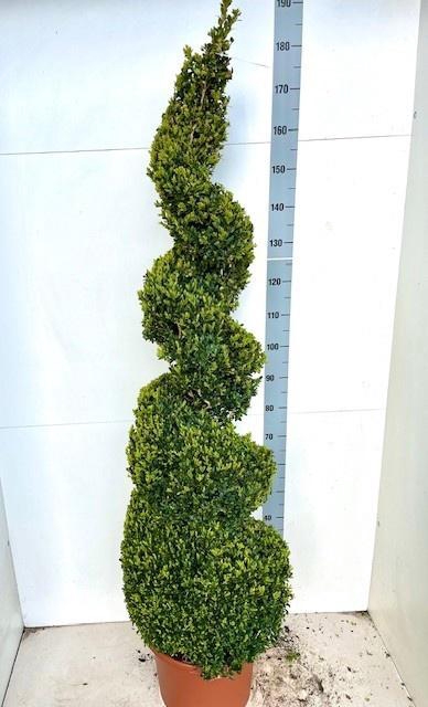 <h4>BUXU SEMPERVIRENS</h4>