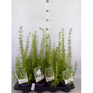 Rosmarinus officinalis 'Prostratus'
