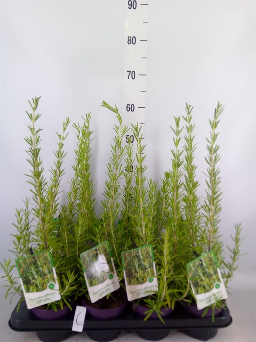 <h4>Rosmarinus officinalis 'Prostratus'</h4>