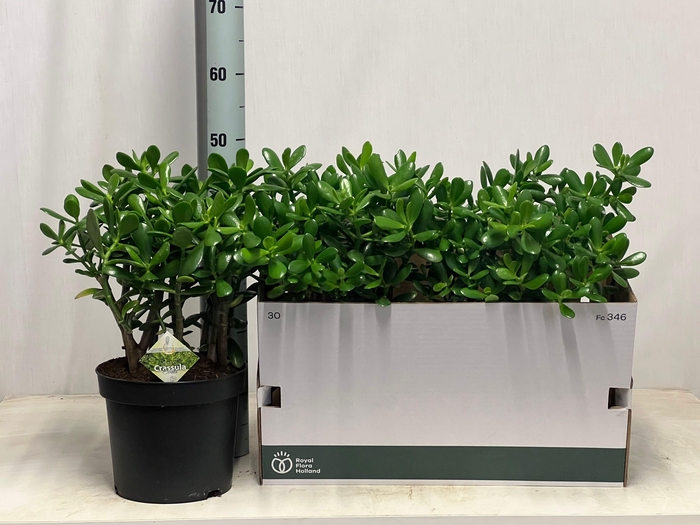 <h4>CRASS OVATA</h4>