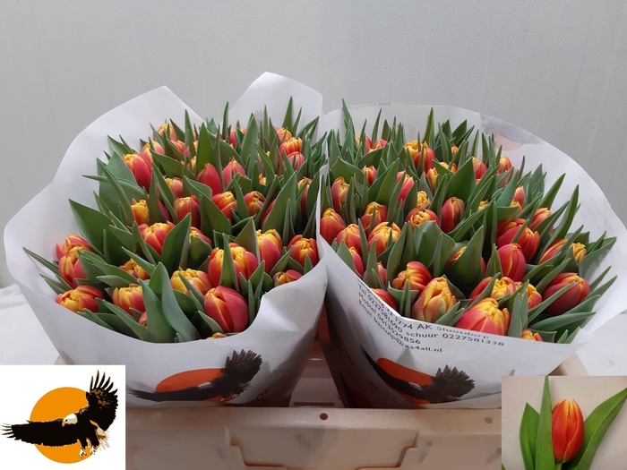 <h4>TU DU CILESTA</h4>