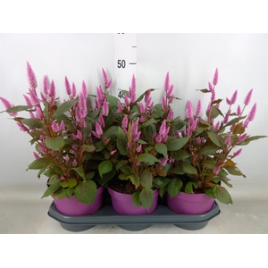 Celosia spic. 'Wild Pink'