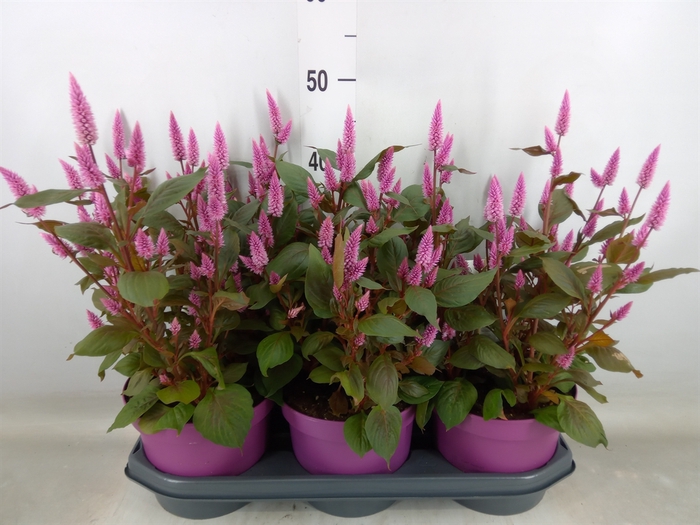 <h4>Celosia spic. 'Wild Pink'</h4>