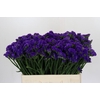 Limonium Navy Sun Birds
