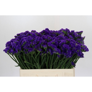 Limonium Navy Sun Birds