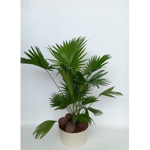 LIVISTONA ROTUNDIFOL