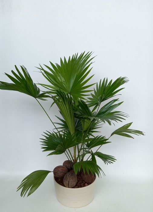 <h4>LIVISTONA ROTUNDIFOL</h4>