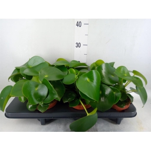 Peperomia polybotrya 'Raindrop'