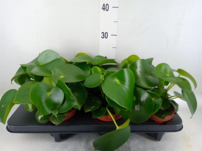 <h4>Peperomia polybotrya 'Raindrop'</h4>