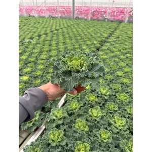 Brassica oleracea