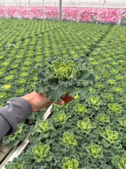 <h4>Brassica oleracea</h4>