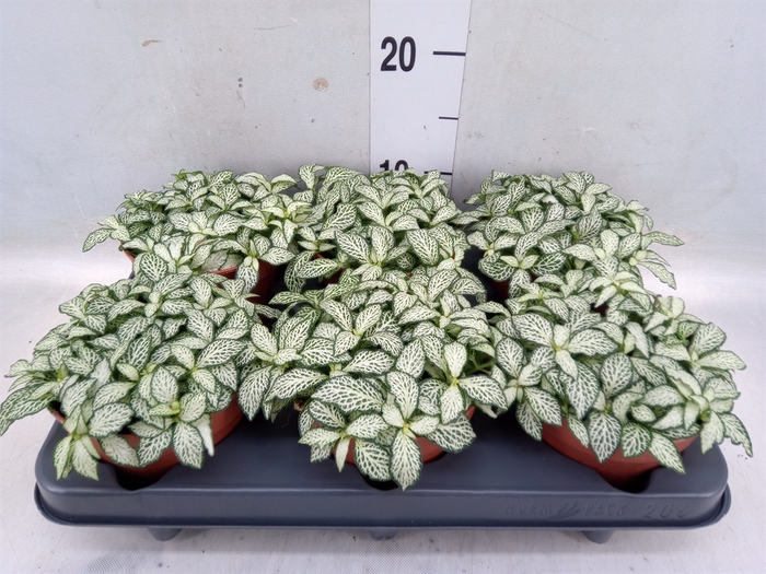 <h4>Fittonia  'Mosaic White Forest Fla'</h4>