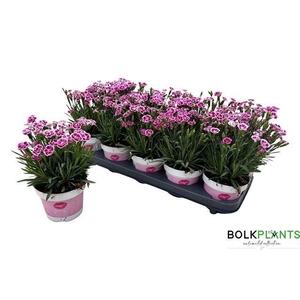 Dianthus  'Pink Kisses'