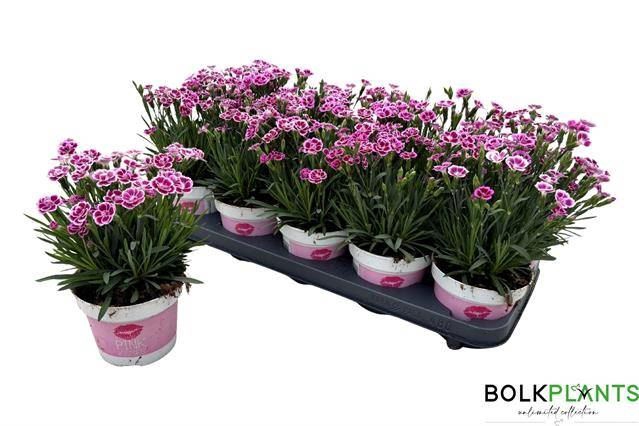 <h4>Dianthus  'Pink Kisses'</h4>