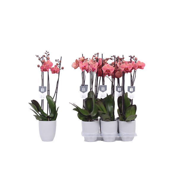 <h4>Phalaenopsis Narbonne, 3-spike 22+ Grey Ceramics</h4>