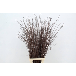 BETULA BS NATURAL FST