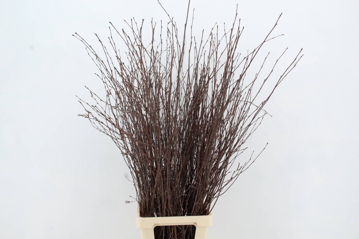<h4>BETULA BS NATURAL FST</h4>