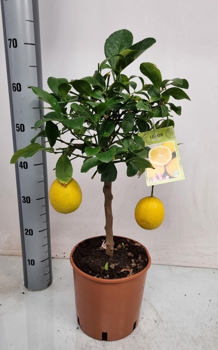 <h4>CITR MEYERI MEYER</h4>