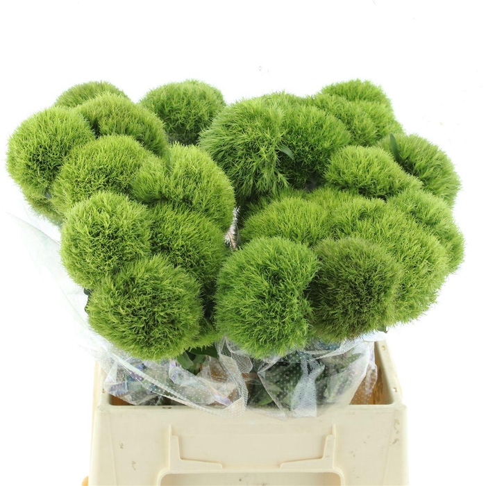 <h4>Di Barb Kiwi Mellow Extra</h4>