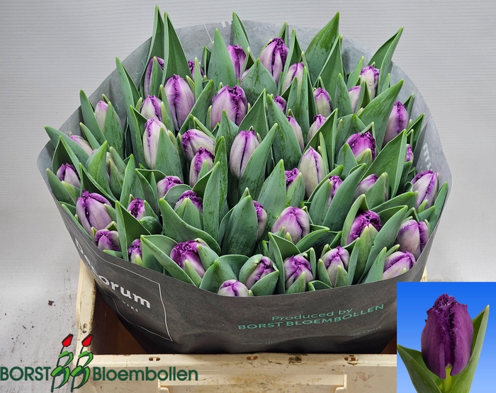 <h4>TU FR SAN CLEMENTE</h4>