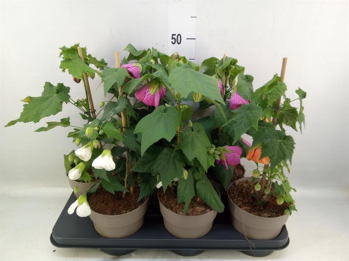 <h4>Abutilon   ...mix</h4>