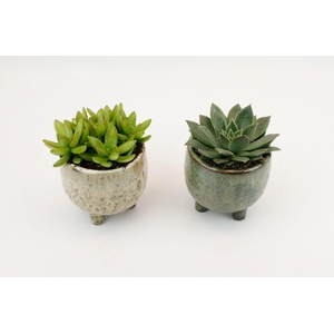 Succulenten Mix in Keulen keramiek