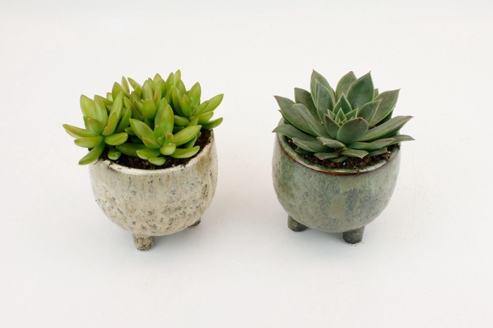 <h4>Succulenten Mix in Keulen keramiek</h4>