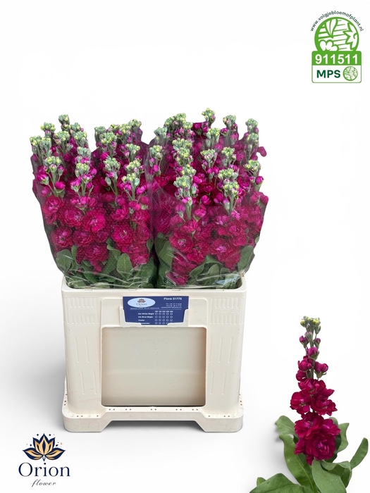 <h4>MATTH CENTUM RED</h4>