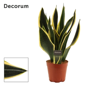 Sansevieria Night Shade 14 cm (Decorum)