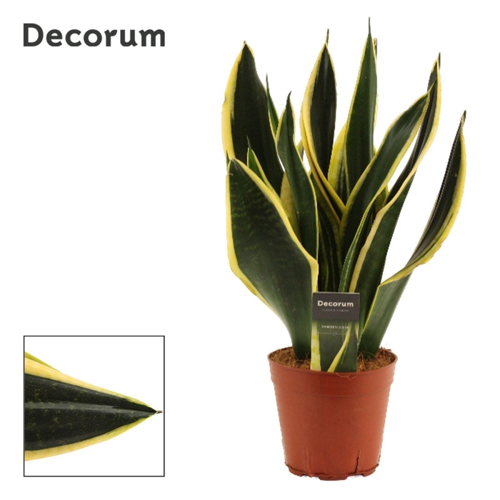 <h4>Sansevieria Night Shade 14 cm (Decorum)</h4>