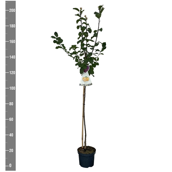 <h4>Prunus d. Reine cl. d'Oullins halfstam</h4>