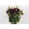 Dahlia Chat Noir