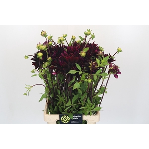 Dahlia Chat Noir