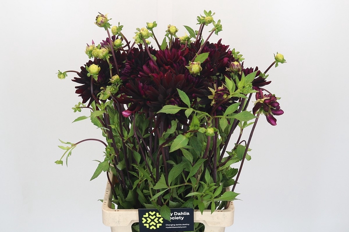<h4>Dahlia Chat Noir</h4>