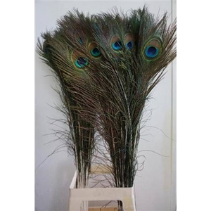 Feather Peacock Naturel L90-100