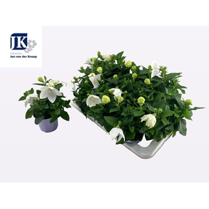 PLATYCO GR ASTRA WHI