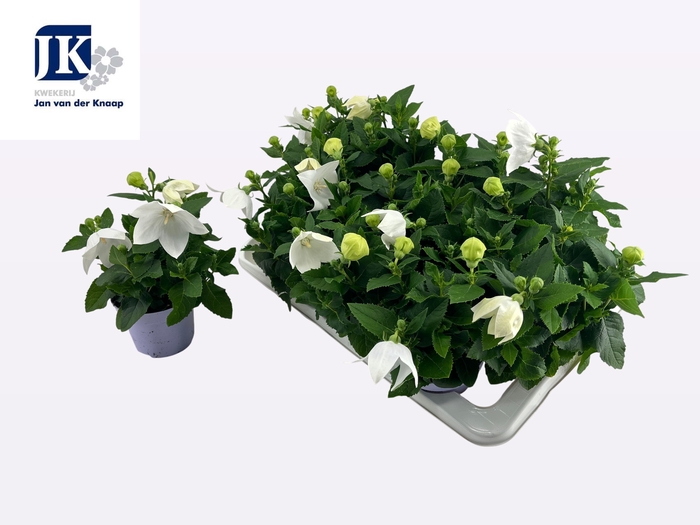 <h4>PLATYCO GR ASTRA WHI</h4>