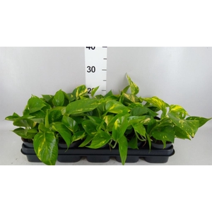 Epipremnum pinn. 'Aureum'