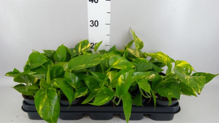 <h4>Epipremnum pinn. 'Aureum'</h4>