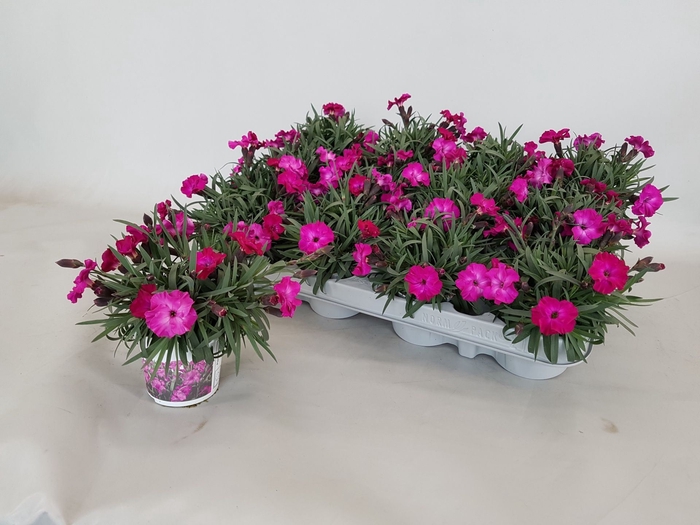 <h4>Dianthus Scully</h4>