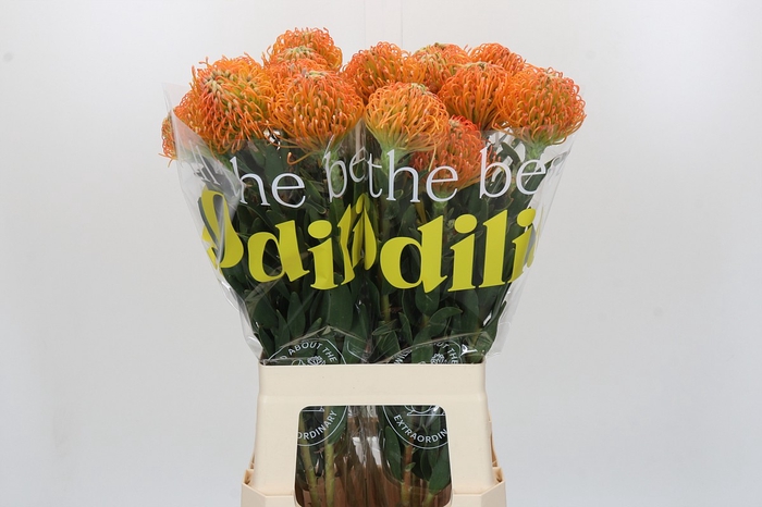 <h4>Nutans Ayoba Peach</h4>