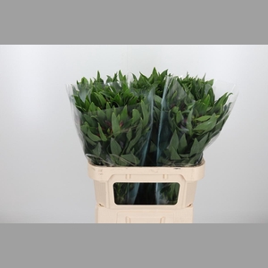 Alstroemeria Rockstar 75 Gram